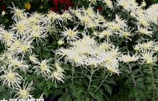 �y���׌þջ���(ji��)�_Ļ500Ʒ�Nչ¶����