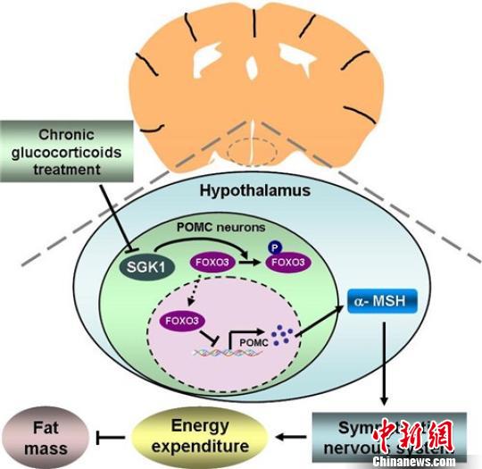 �Ї��ƌW�ҽ��ء�����������֡��C��