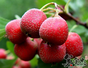 ɽ���ˮ����Ȯ��Ă�θ