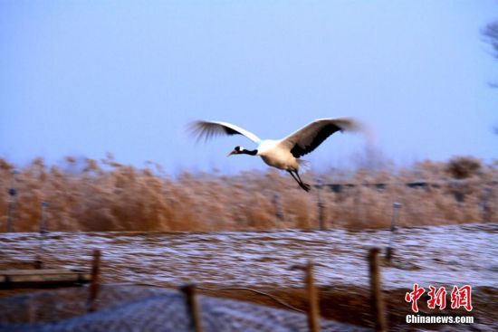 �D��һֻ����Q�ڸ��C��Ҵ���ҝ�ع��@�w���ґ���ꐶY �z