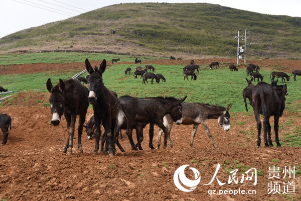 �Pʯ�(zh��n)���B(t��i)����ʾ���@�^(q��)�F�ݶ�����(sh��)�I(y��)���޹�˾���H�B(y��ng)ֳ���س�Ⱥ�����H