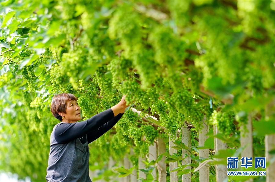 ���������4���ӱ���ɽ�����ѷNֲ�����l(xi��ng)�����d