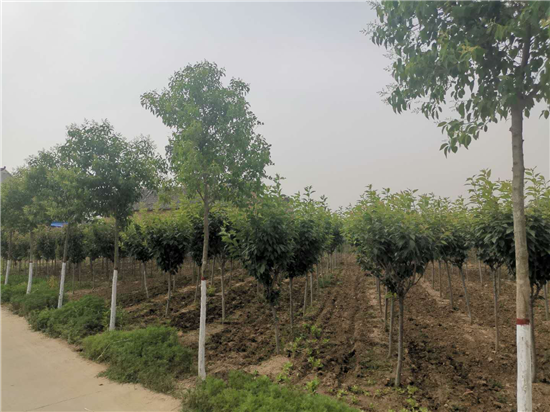 �����干����̫�����R�^�(zh��n)���f�壺���á���ƪ���¡������O�����l(xi��ng)��