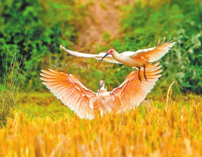 Ұ�š����������q�Ҷ��d�� �����ѳɹ���ֳ���B14ֻ