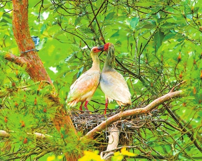 Ұ�š����������q�Ҷ��d�� �����ѳɹ���ֳ���B14ֻ