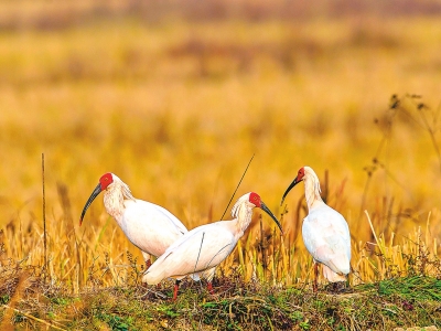 Ұ�š����������q�Ҷ��d�� �����ѳɹ���ֳ���B14ֻ