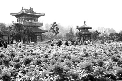 �Ŷ����(y��ng)�x��(gu��)�H�Ļ����������ж��h(yu��n)?