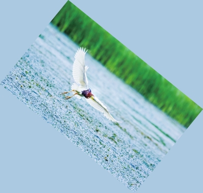 河南多個(gè)濕地公園成鳥類天堂 請(qǐng)來(lái)這些地方走走