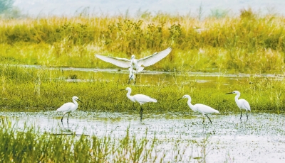 河南多個(gè)濕地公園成鳥類天堂 請(qǐng)來(lái)這些地方走走