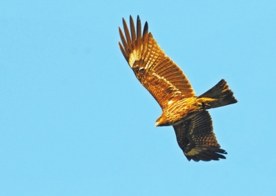河南多個(gè)濕地公園成鳥類天堂 請(qǐng)來(lái)這些地方走走