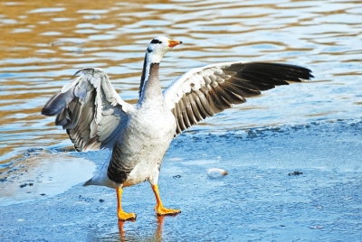 河南多個(gè)濕地公園成鳥類天堂 請(qǐng)來(lái)這些地方走走