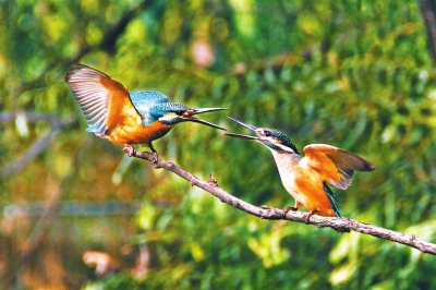 河南多個(gè)濕地公園成鳥類天堂 請(qǐng)來(lái)這些地方走走