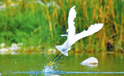 河南多個(gè)濕地公園成鳥類天堂 請(qǐng)來(lái)這些地方走走