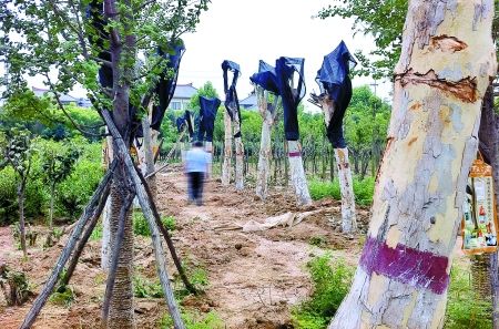 �������Ե��S���ķ�ͩ�������мtɫ��(bi��o)־��