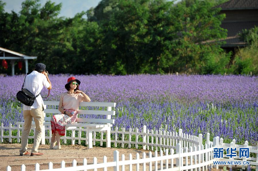 CHINA-NINGXIA-ZHONGWEI-LAVENDER FLOWER (CN)