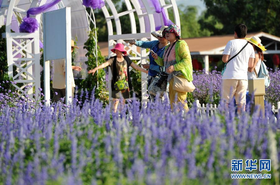 CHINA-NINGXIA-ZHONGWEI-LAVENDER FLOWER (CN)