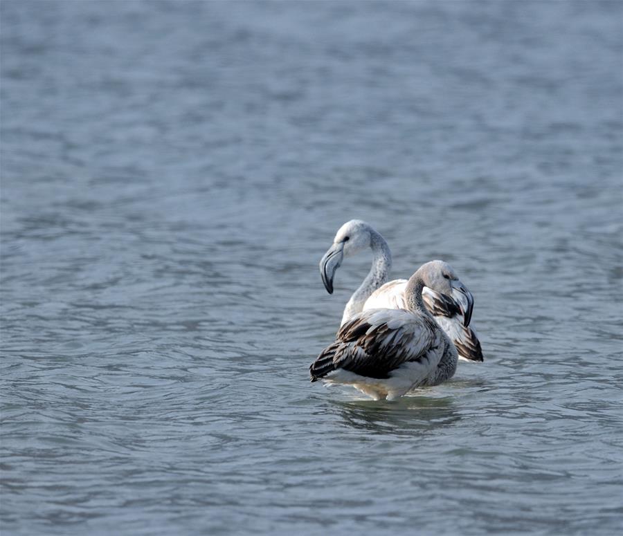 #(���(b��o))(2)�����B(ni��o)�w�R�S��