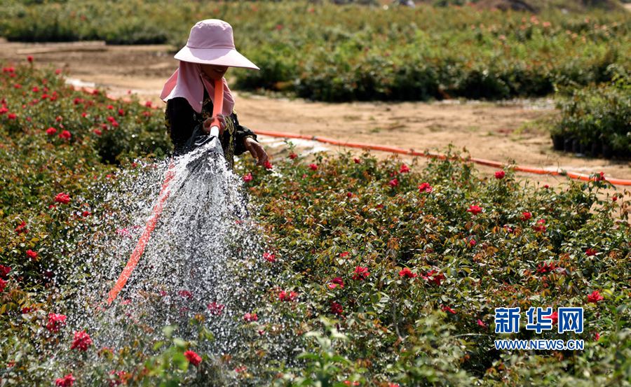 南陽(yáng):月季花兒香 田間管理忙 南陽(yáng):月季花兒香 田間管理忙