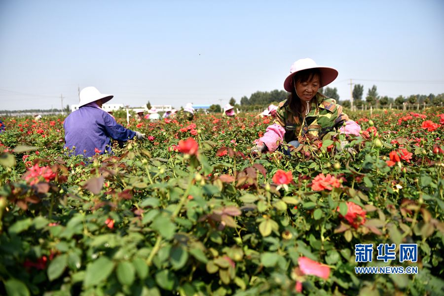 南陽(yáng):月季花兒香 田間管理忙 南陽(yáng):月季花兒香 田間管理忙