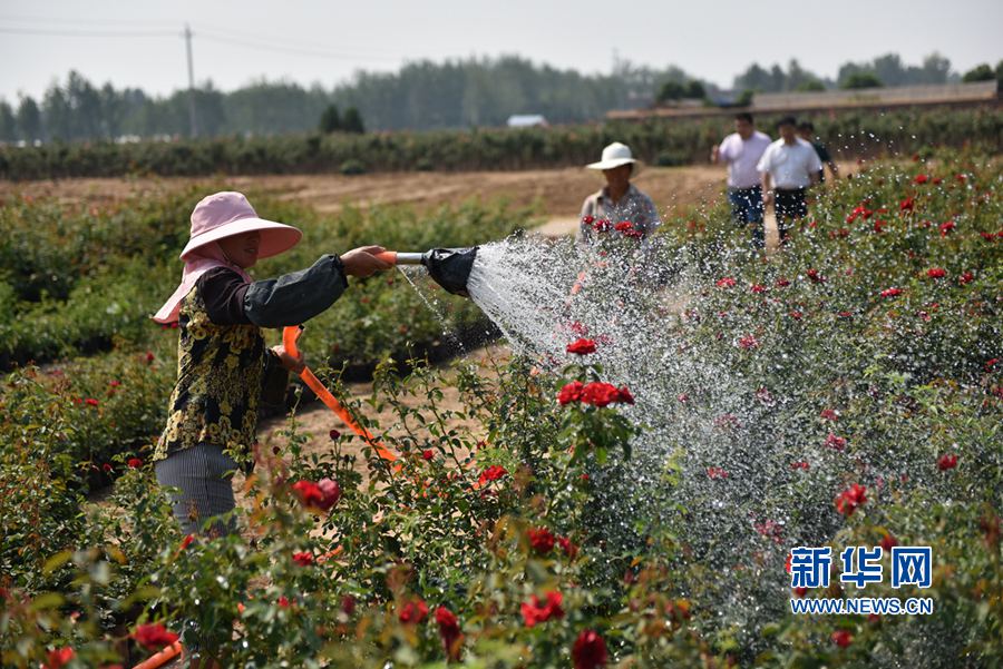 南陽(yáng):月季花兒香 田間管理忙 南陽(yáng):月季花兒香 田間管理忙