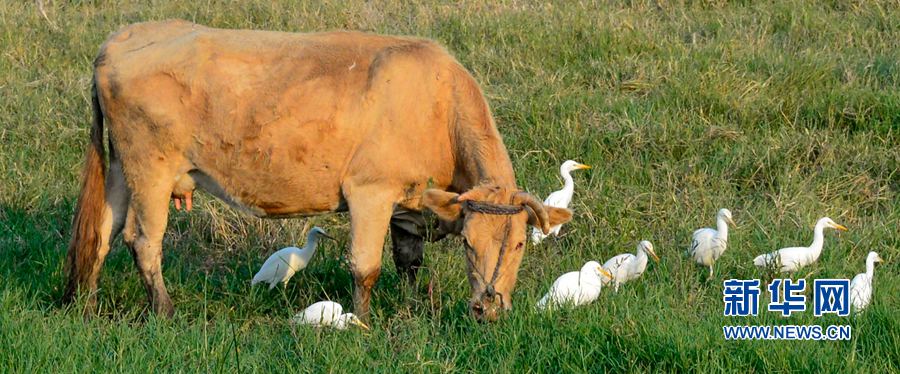 河南汝陽(yáng):碧水藍(lán)天 和諧之美 河南汝陽(yáng):碧水藍(lán)天 和諧之美