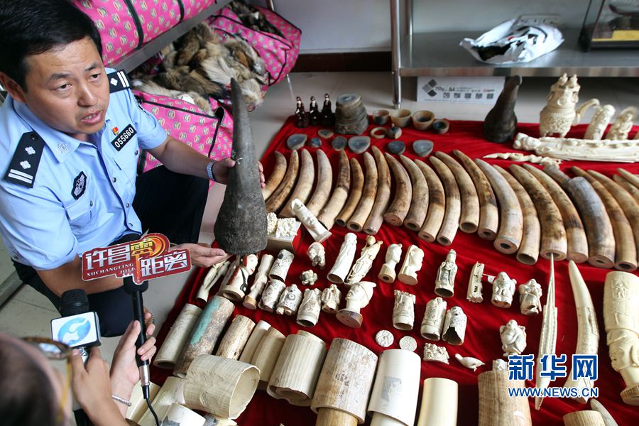 河南許昌查獲象牙制品207.4公斤 河南許昌查獲象牙制品207.4公斤