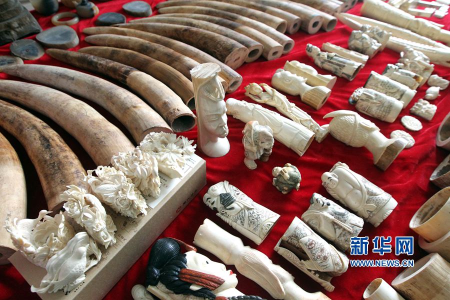 河南許昌查獲象牙制品207.4公斤 河南許昌查獲象牙制品207.4公斤