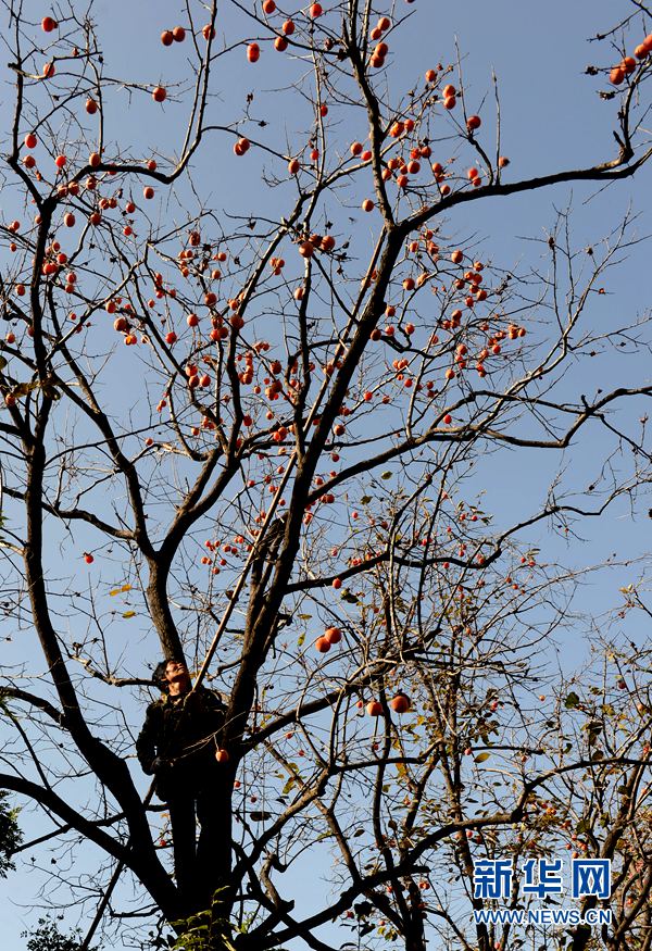 �����������f����������D