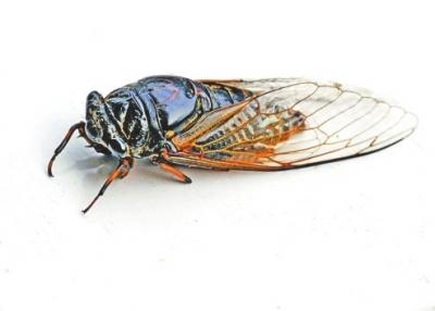 ���Ϡ����̌O�ӿ��D�R�� ���ڷ���Ц���W(w��ng)��