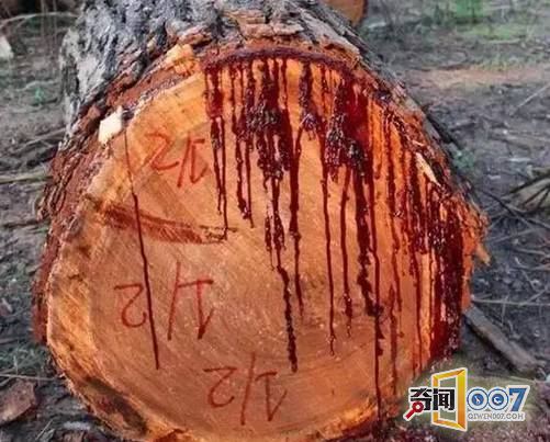 ��ǧ��������挍(sh��)�棺�侹Ȼ��(hu��)����Ѫ��