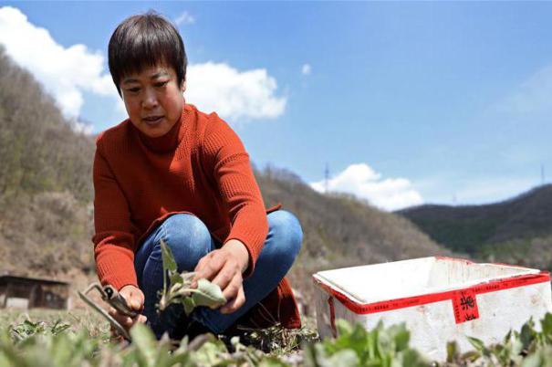 ����(j��ng)������1���|����Ϫ��ɽ�l(xi��ng)Ұ�˸��r(n��ng)��