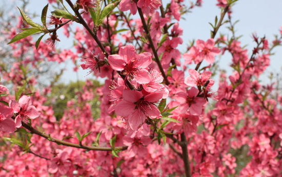 ����������(g��)�Ʋ�������һ�����