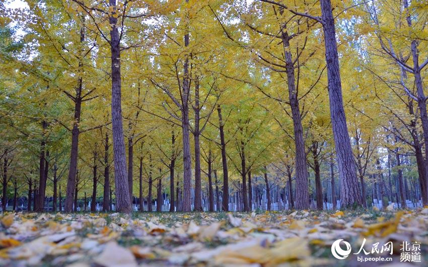 �W��ƥ��ɭ�ֹ��@�е��y���ѽ�(j��ng)���S������W(w��ng)������ �z