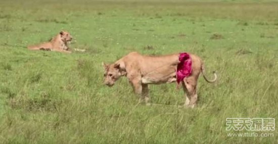 ����ȥ�������� ������һĻ׌���綼����