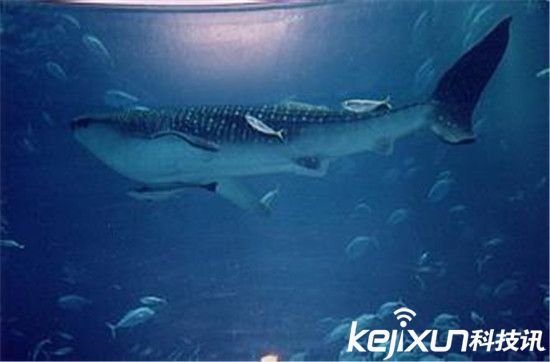 �������Ą����P�c ʳ���{�ӵ�һ��