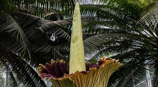 ������󻨶����ձ�ʢ�_ ��ζ�����縯��