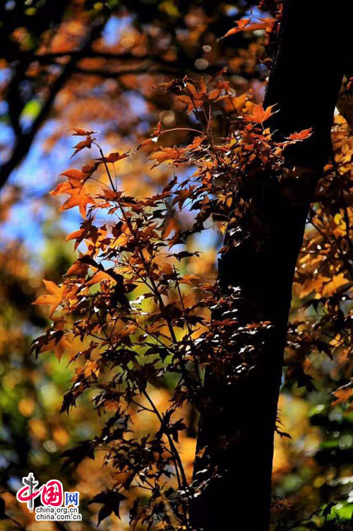 ��(gu��)�c����������(b��o):ȫ��(gu��)�o(w��)��(qi��ng)���� �A���S�����F��