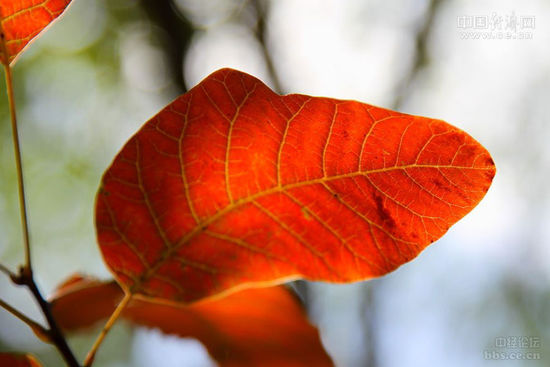 �D�鱱�m����ɭ�ֹ��@�ȵą��������н��W�ѡ��������¡��z��