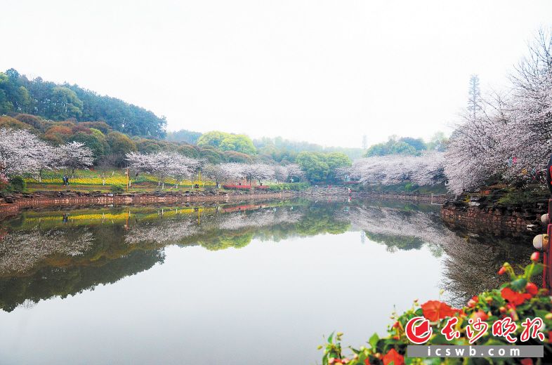 ʡɭ��ֲ��@���һ����ѻ�����������ʢ�������L(zh��ng)ɳ���(b��o)ͨӍ�T�ퟘ �z