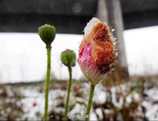 烏魯木齊城區(qū)降雪