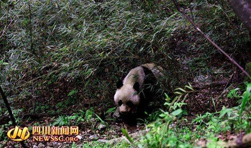 �Ĵ�һ��Ȼ���o(h��)�^(q��)�l(f��)�F(xi��n)Ұ������؈��