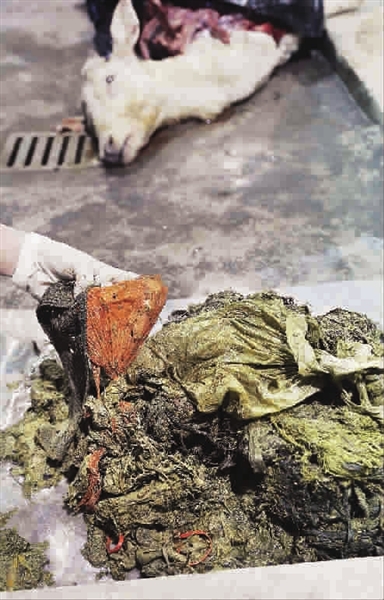 �Ϻ�����@3ֻ�V¹���B���� ϵ�`ʳʳƷ���ϴ�