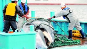 2013����2014���,�ձ����ϘO���򲶚�251�^�L�~�����Y�ψDƬ��