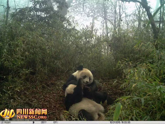 �Ĵ��P���״��ĵ�����Ұ������؈�p��̥ҕ�l