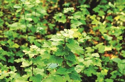 茶藨子 徐遠(yuǎn) 攝