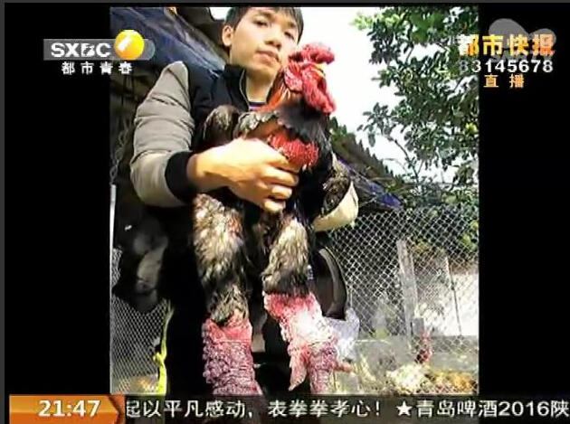 �L���^(q��)һ���B(y��ng)ֳ�����F(xi��n)һ����Ҋ���u���@Щ�u�p�ȴִ�����|���u������Խ���������a(ch��n)�u���������|(zh��)����������ͨ�u�ăɱ��������е�һֻ���u�������u��һ�f�����������