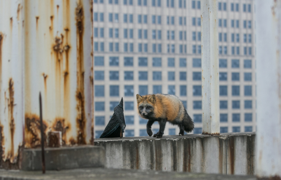 ����һ����ǬF(xi��n)��؂ ����ʳ�T��2�β�ץס(�D)