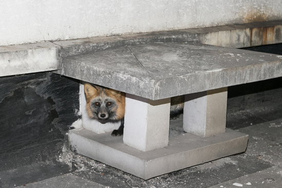 ����һ����ǬF(xi��n)��؂ ����ʳ�T��2�β�ץס(�D)