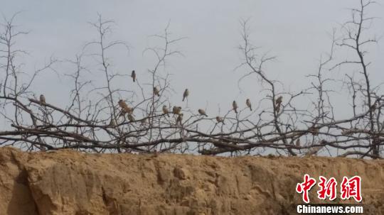 ɽ���R�h�t�����N���m(x��)�����r(n��ng)䏵����䮔(d��ng)������D��