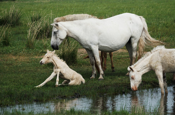 �Y�ψD�����R�ֽ���A���E���ǲ�ԭ�ϵȼ�(j��)��ߵ��R��